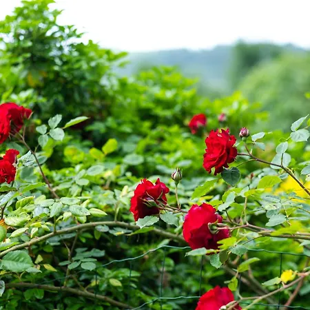 Deodatus Avec Piscine * Cladech