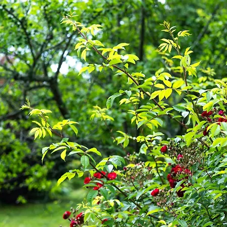 בית נופש Deodatus Avec Piscine Cladech