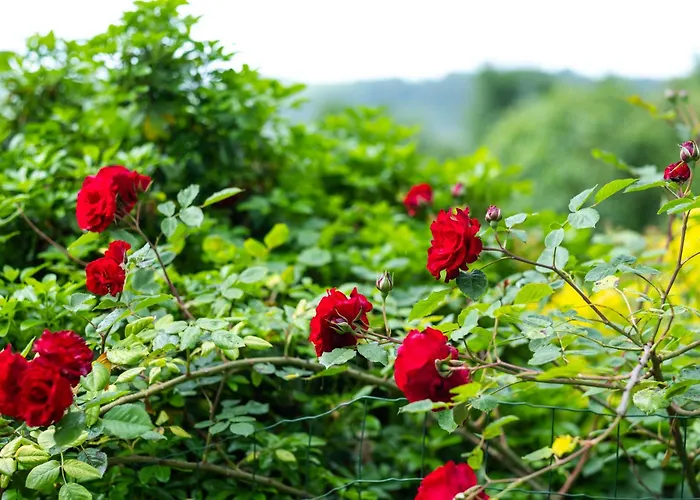 Deodatus Avec Piscine * Cladech
