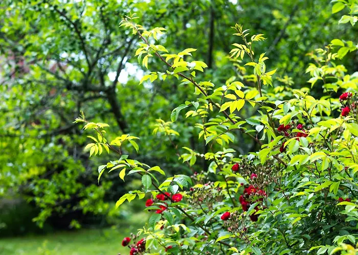 Vakantiehuis Deodatus Avec Piscine Cladech